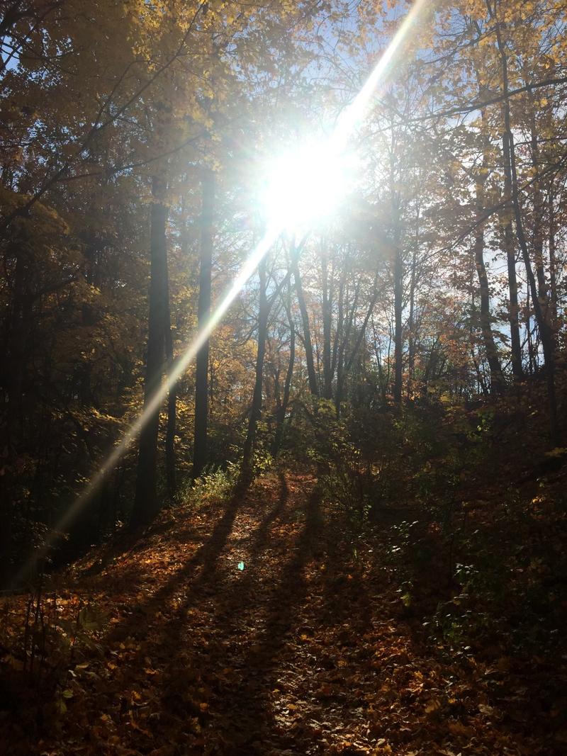 Autumn sunlight breaking through trees on a forest path